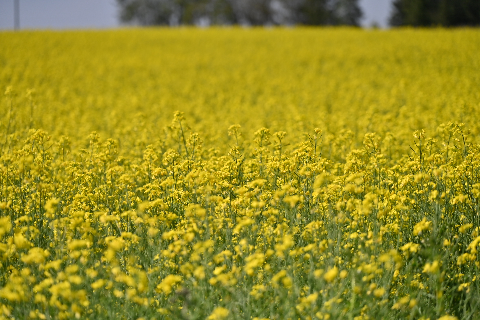 Canola Field