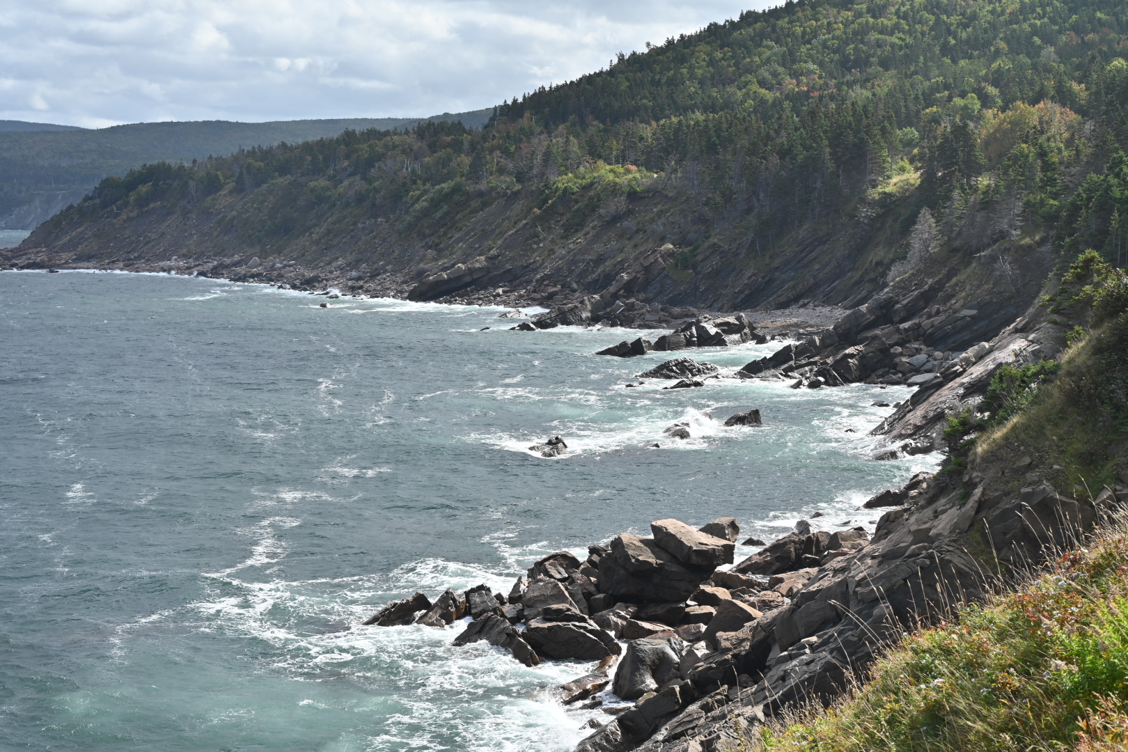 NZ7_6949